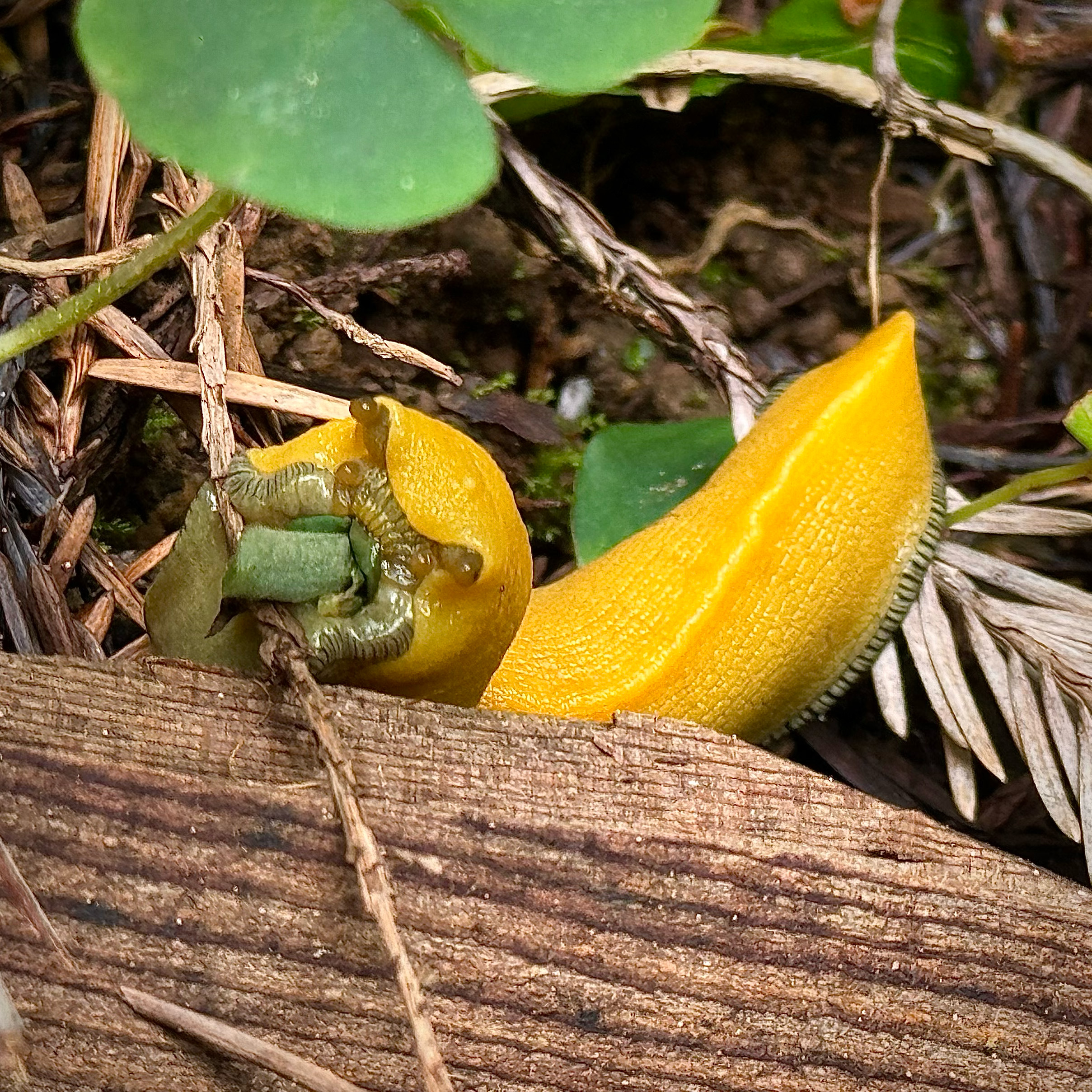 Daily Nanners Banana Slug eating lunch