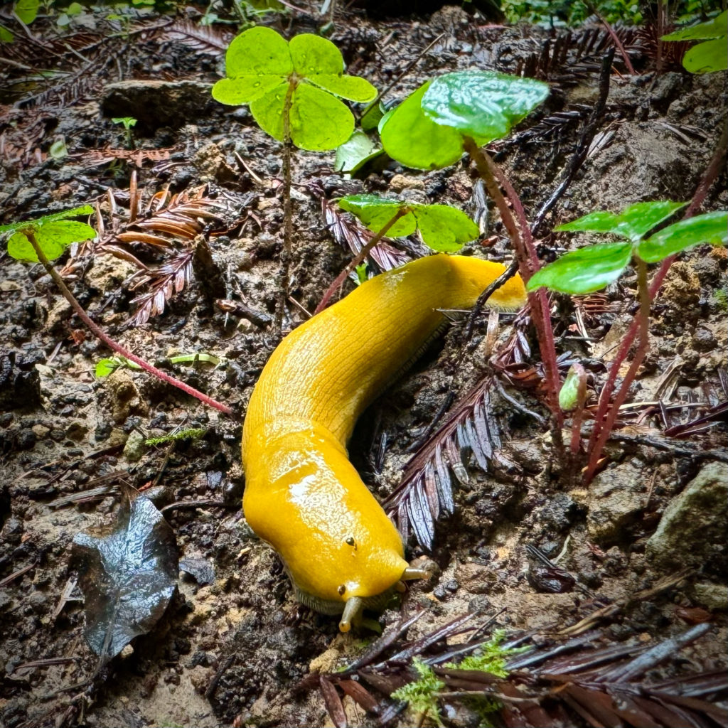 Daily Nanners Banana Slug crawling through the redwood sorrel