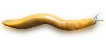 Banana Slug